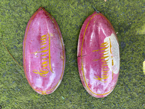 Platos de semilla cacao